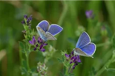 Schmetterlings- und Wildbienensaum Region NORD (UG1) 20 g für 10 m²