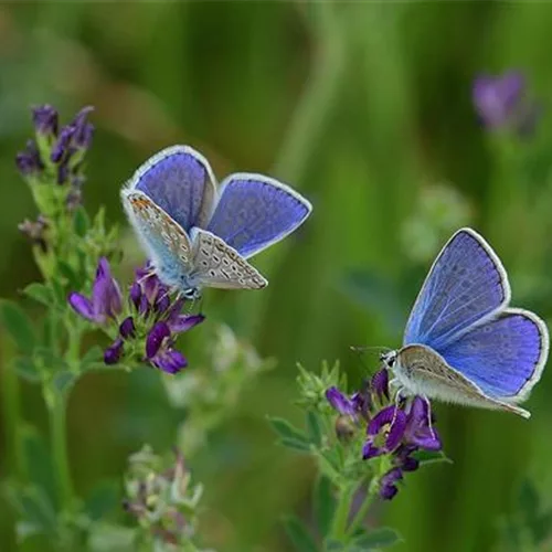 Schmetterlings- und Wildbienensaum Region SÜD (UG16)