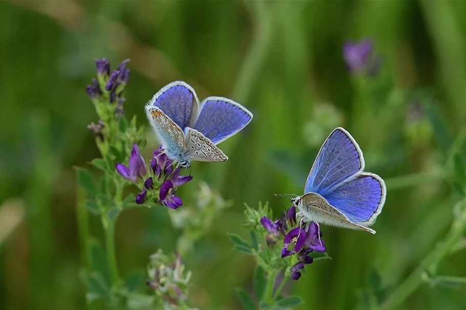 Schmetterlings- und Wildbienensaum Region NORD (UG1) 20 g für 10 m²