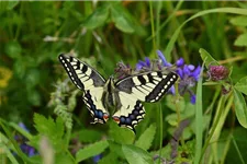 Schmetterlings- und Wildbienensaum Region NORD (UG1) 20 g für 10 m²