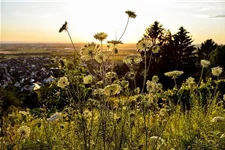 Schmetterlings- und Wildbienensaum Region NORD (UG1) 20 g für 10 m²