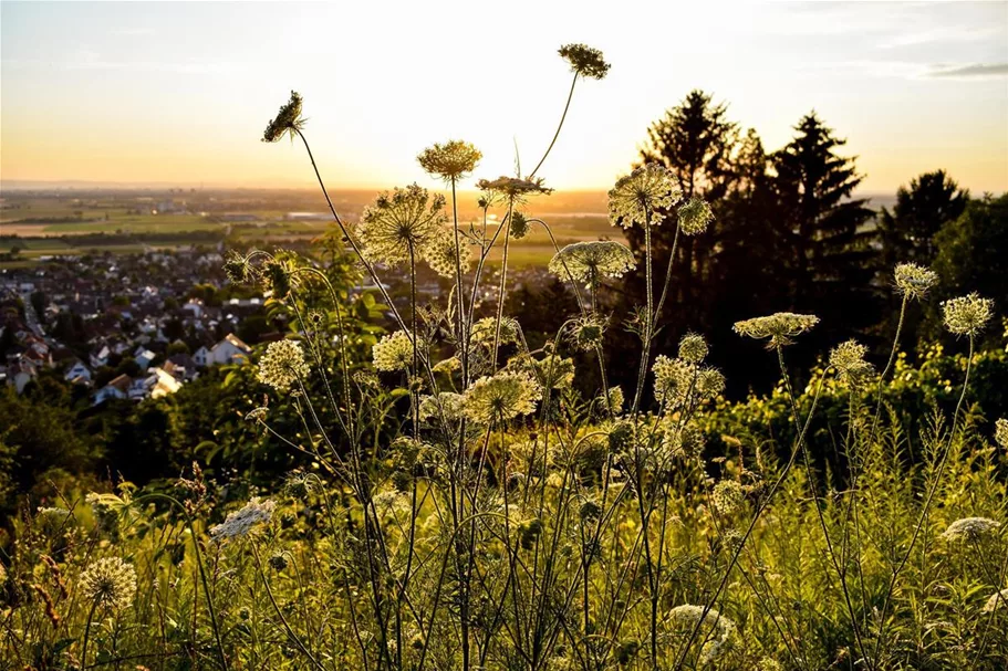 Schmetterlings- und Wildbienensaum Region NORD (UG1) 20 g für 10 m²