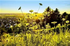 Schmetterlings- und Wildbienensaum Region OST (UG5) 20 g für 10 m²