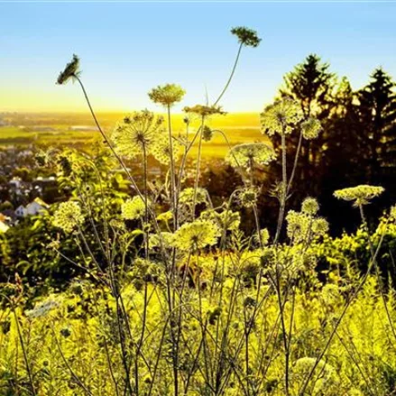 Schmetterlings- und Wildbienensaum Region OST (UG5)