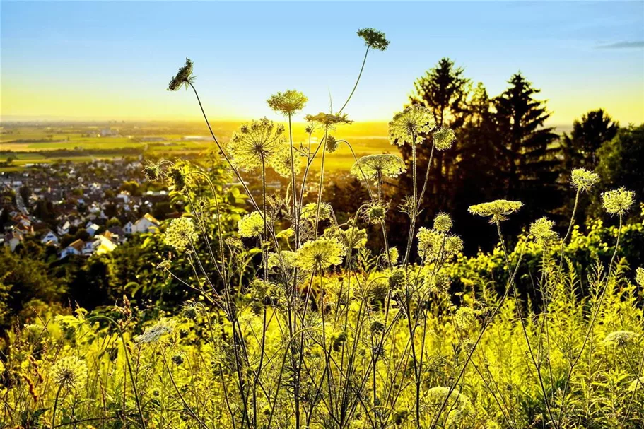 Schmetterlings- und Wildbienensaum Region OST (UG5) 20 g für 10 m²