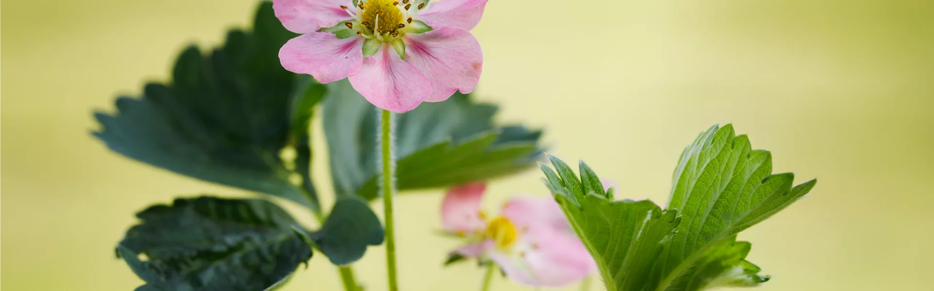 Erdbeeren setzen