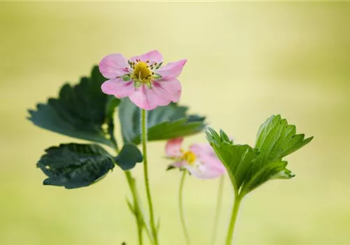 Erdbeeren setzen