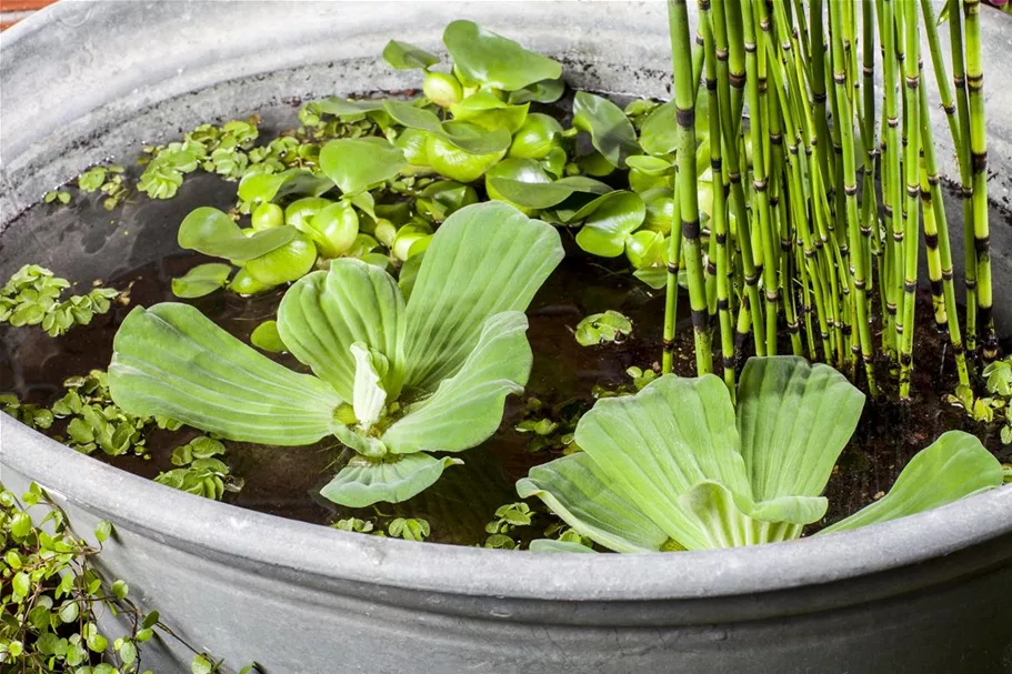 Wassersalat 1 Liter Topf