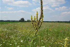 Saatgutmischung 'Bunter Saum' 20 g für 10 m²