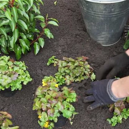 Golderdbeere - Bodendecker pflanzen im Garten