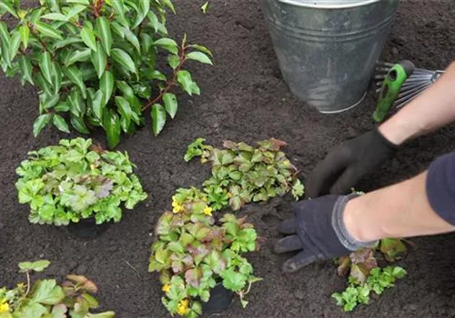 Golderdbeere - Bodendecker pflanzen im Garten