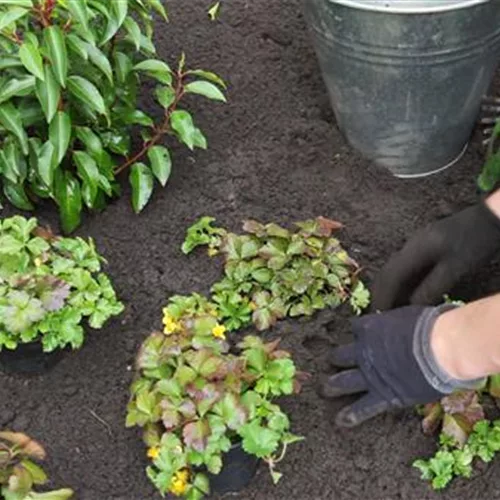 Golderdbeere - Bodendecker pflanzen im Garten