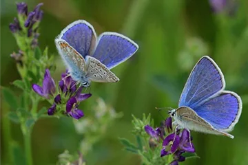 Heimische Wildblumen Samen Heimische Wildblumen Samen