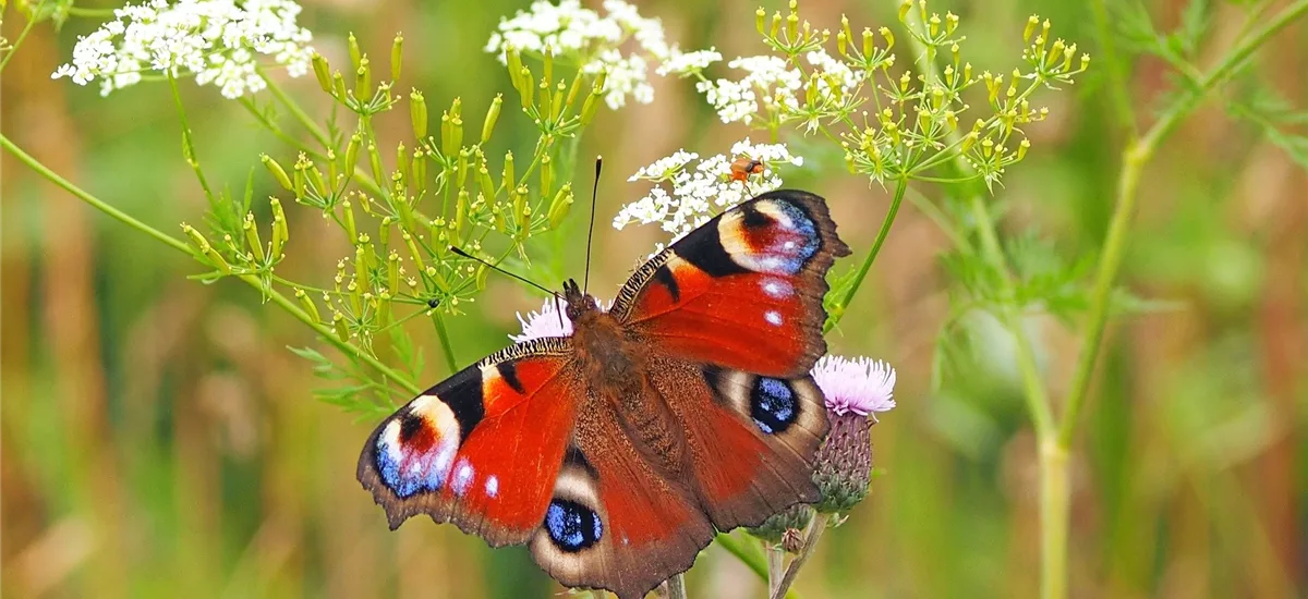 Zum Probieren! Schmetterlings- und Wildbienensaum 2 g für 1 m²