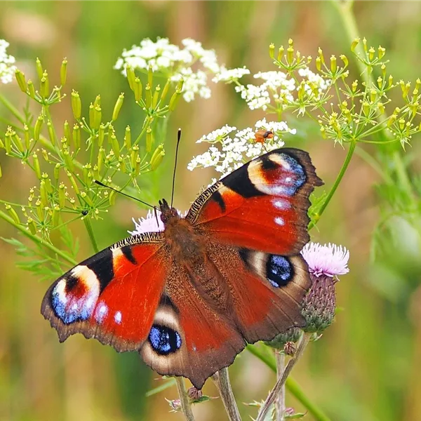 Zum Probieren! Schmetterlings- und Wildbienensaum 