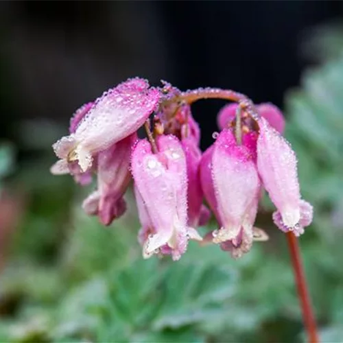 Zwergige Herzblume 'Luxuriant'