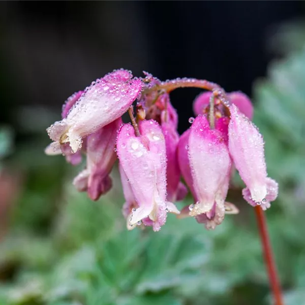 Zwergige Herzblume 'Luxuriant'