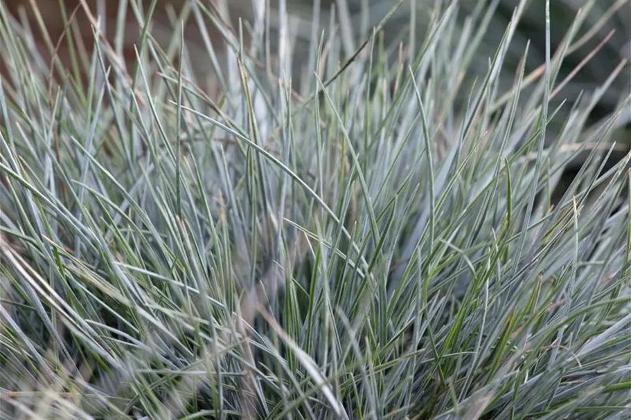 Festuca cinerea 9 x 9 cm Topf 0,5 Liter 