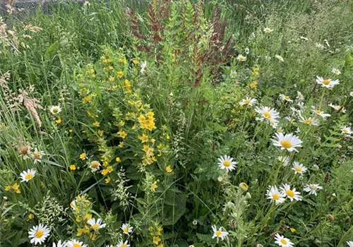 Exotische Wildblumen versus heimische Wildblumenwiese