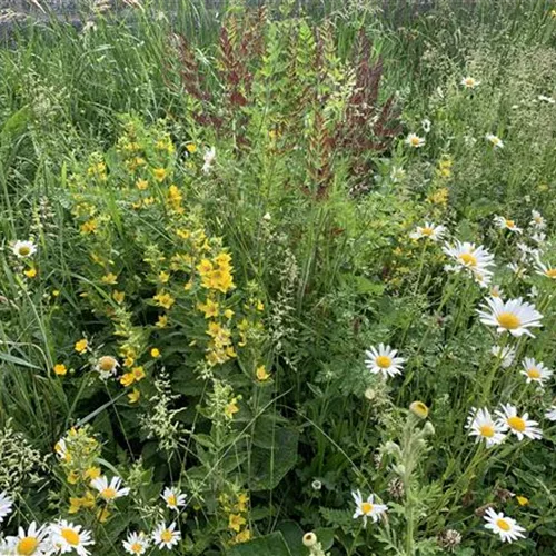 Exotische Wildblumen versus heimische Wildblumenwiese