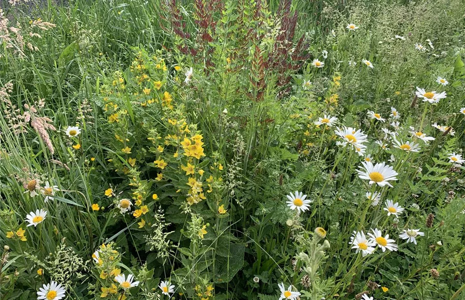 Exotische Wildblumen versus heimische Wildblumenwiese