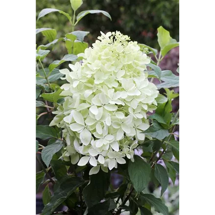 Rispenhortensie 'Phantom'