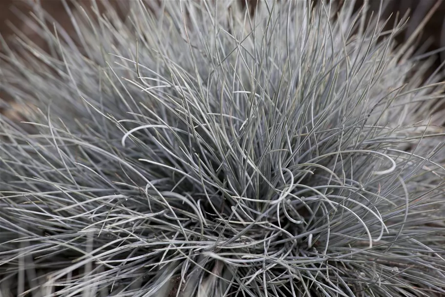 Festuca cinerea 9 x 9 cm Topf 0,5 Liter 