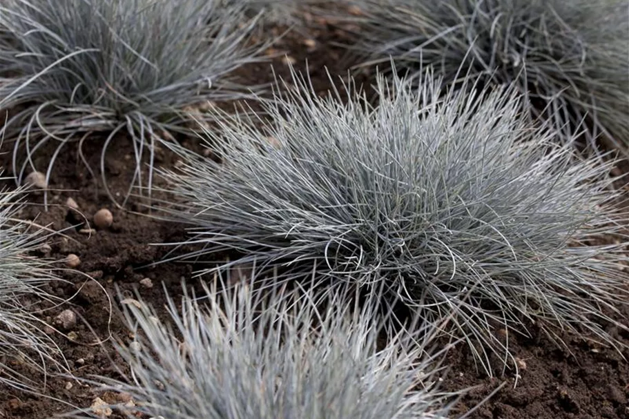 Festuca cinerea 9 x 9 cm Topf 0,5 Liter 