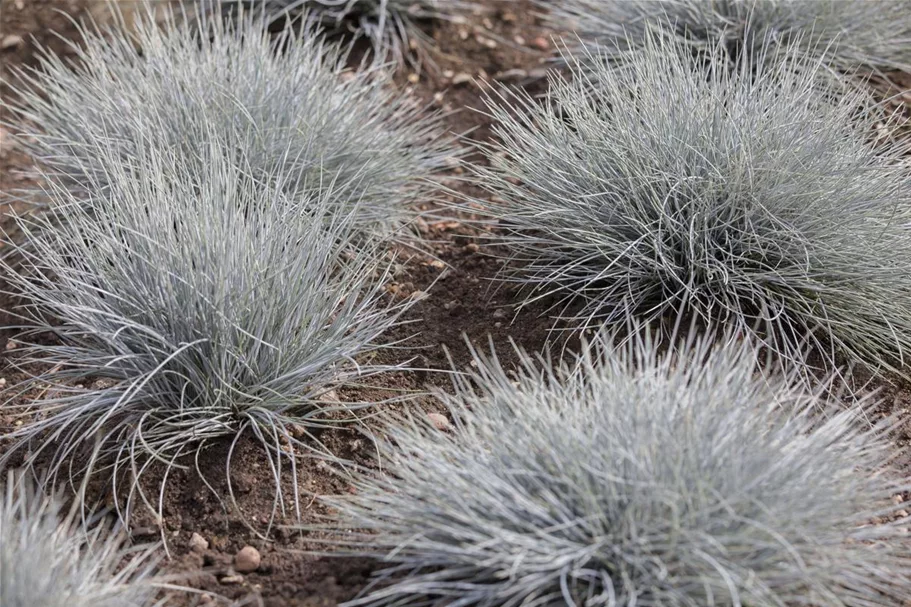 Festuca cinerea 9 x 9 cm Topf 0,5 Liter 