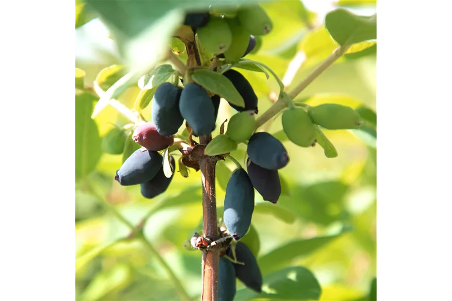 Blaue Heckenkirsche 'Kalinka'® Topfgröße 5 Liter / Höhe 50-60cm