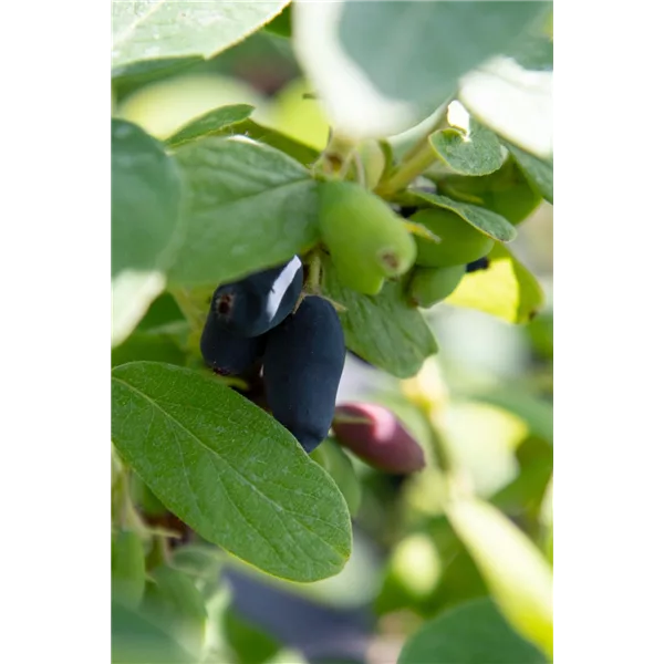 Blaue Heckenkirsche 'Myberry Bee'