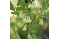 Blaue Heckenkirsche 'Myberry Farm' Topfgröße 5 Liter / Höhe 50-60cm