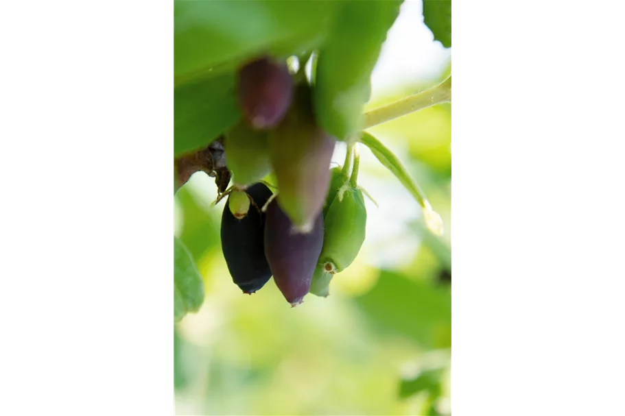 Blaue Heckenkirsche 'Myberry Farm' Topfgröße 5 Liter / Höhe 50-60cm