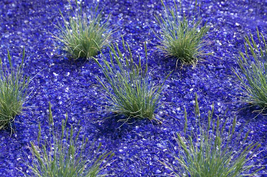 Festuca cinerea 9 x 9 cm Topf 0,5 Liter 