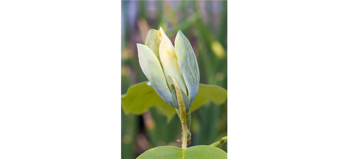 Gurken-Magnolie 'Blue Opal' Topfgröße 6 Liter / Höhe 60-80cm