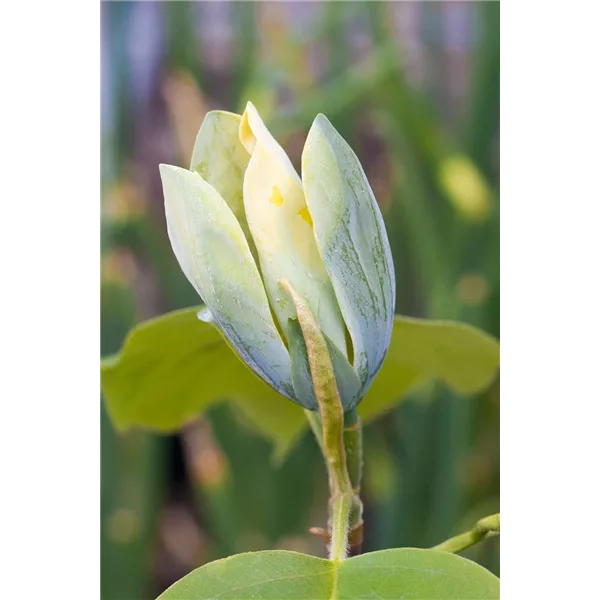 Gurken-Magnolie 'Blue Opal'