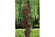 Säulen-Blutbuche 'Dawyck Purple' Topfgröße 6 Liter / Höhe 60-80cm