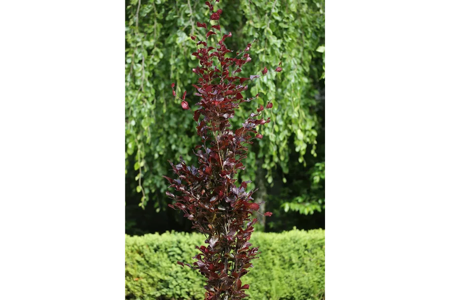 Säulen-Blutbuche 'Dawyck Purple' Topfgröße 6 Liter / Höhe 60-80cm