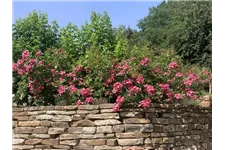 Strauchrose 'Mozart' 5 Liter Topf