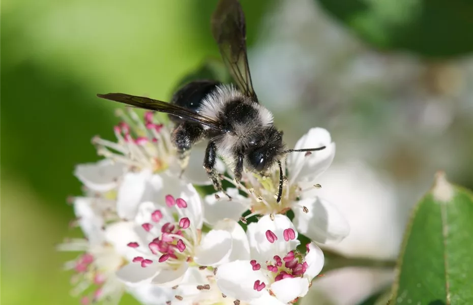 Exotische Wildblumen versus heimische Wildblumenwiese