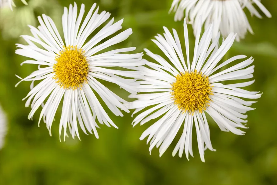 Feinstrahl-Aster 'Dunkelste Aller' 9 x 9 cm Topf 0,5 Liter