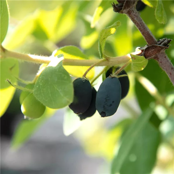 Blaue Heckenkirsche 'Myberry Sweet'