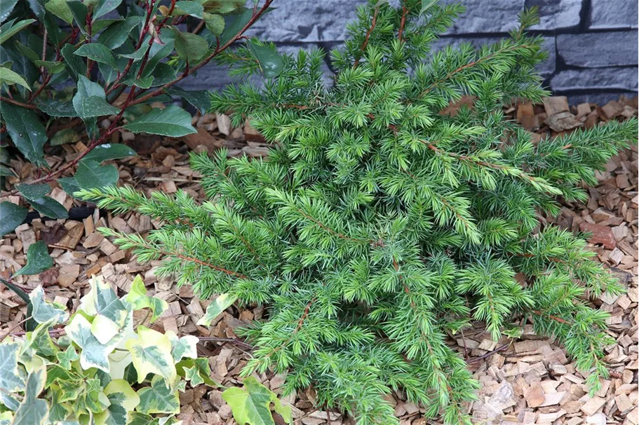 Sachalin-Kriechwacholder 'Slager' Topfgröße 2 Liter / Höhe 20-25cm