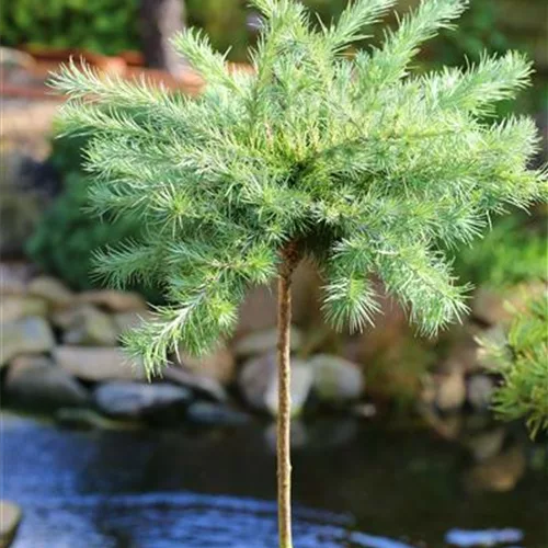 Blaue Zwerglärche 'Blue Dwarf'