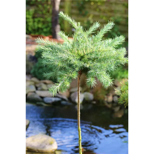 Blaue Zwerglärche 'Blue Dwarf'