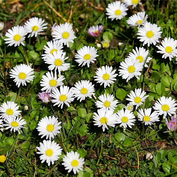 Ausdauerndes Gänseblümchen