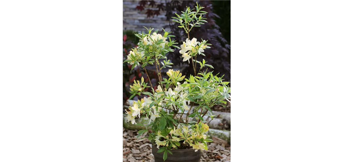 Rhododendron 'Weston´s Lemon Drop'