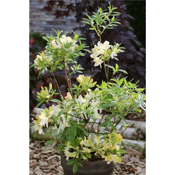 Rhododendron 'Weston´s Lemon Drop'