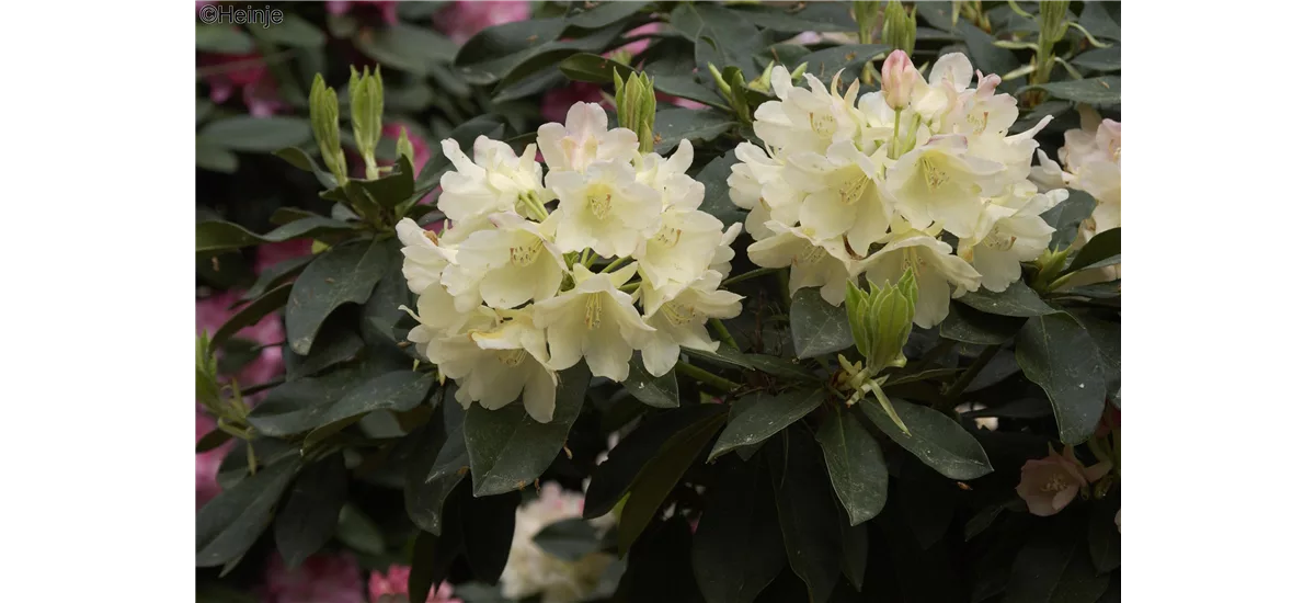 Yaku-Rhododendron 'Golden Torch' Topfgröße 5 Liter / Höhe 30cm