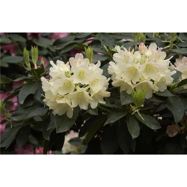 Yaku-Rhododendron 'Golden Torch'